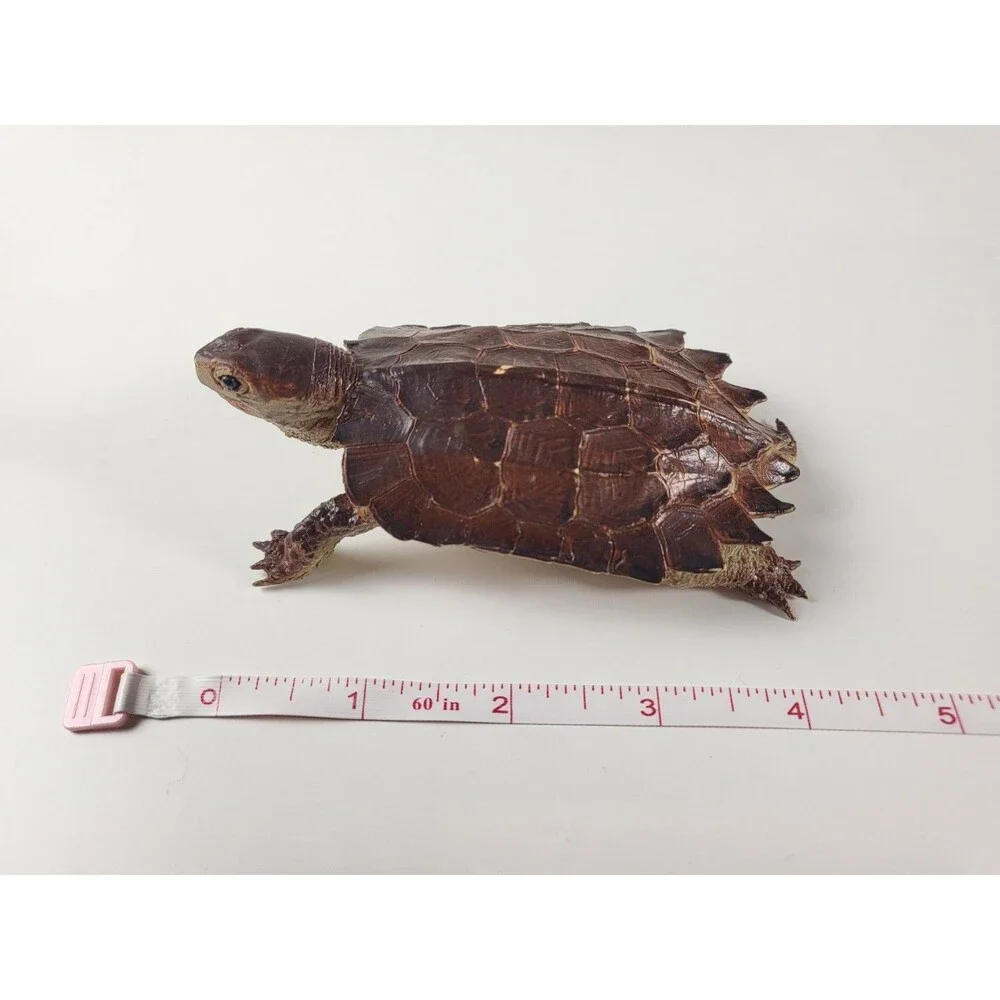AAA Notched Rubber Tortoise Turtle Figure Realistic Discontinued Brown 4.75” L